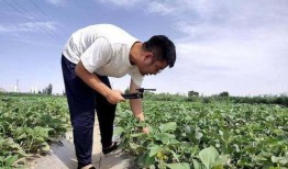 网红吃民勤蜜瓜,民勤蜜瓜，甜蜜滋味尽享舌尖之旅